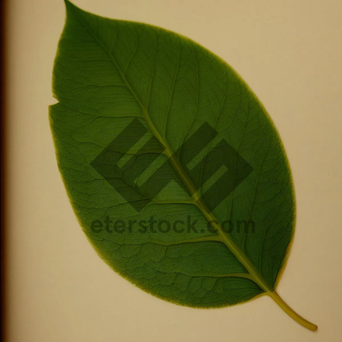 Picture of Lush Greenery: A Vibrant Display of Wild Ginger Leaves in a Spring Garden