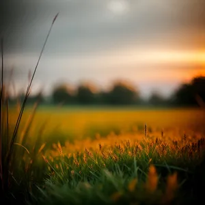 Golden Fields at Sunset: Serene Skies & Lush Land