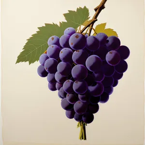Juicy Harvest: Vibrant Purple Grapes in Autumn Vineyard