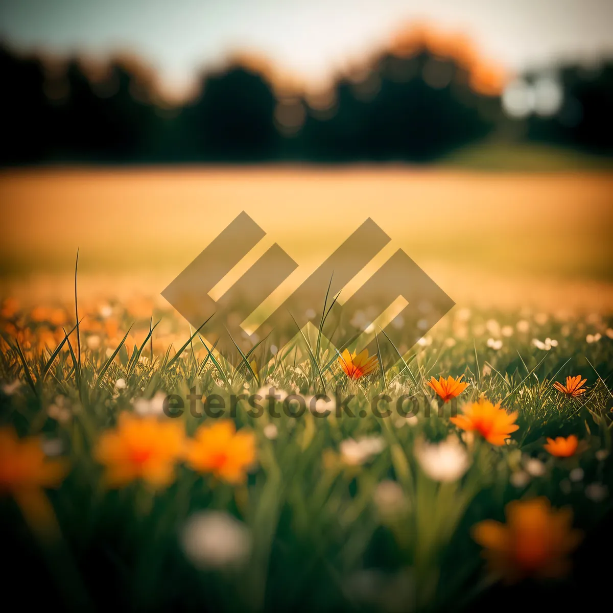 Picture of Dandelion Meadow in Sunny Summer Landscape