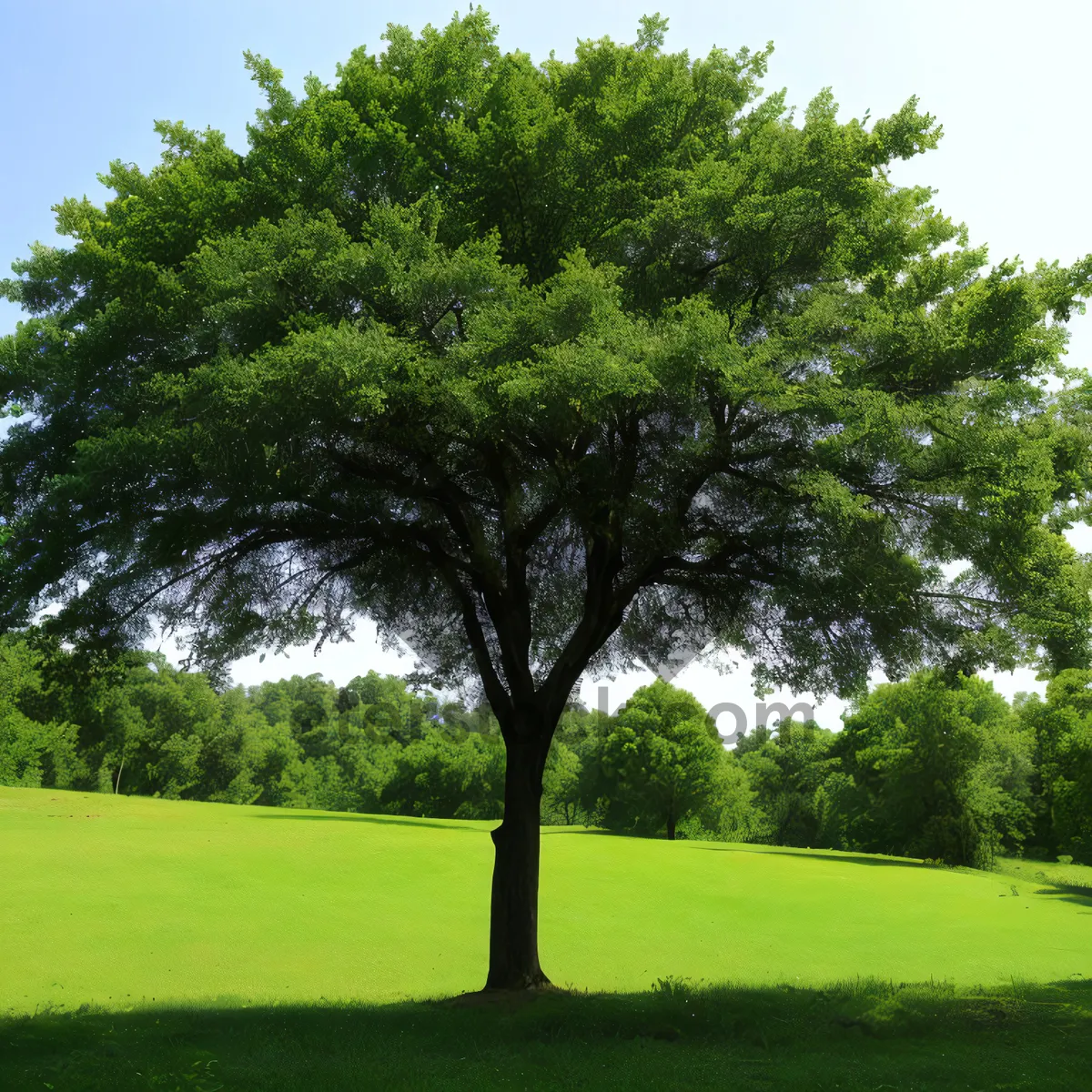 Picture of Serene Summer Landscape with Trees and Meadow