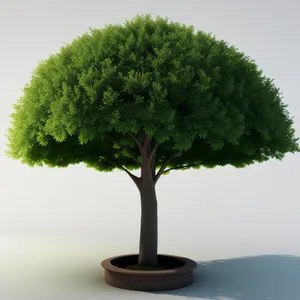 Miniature Bonsai Tree in Natural Garden Setting