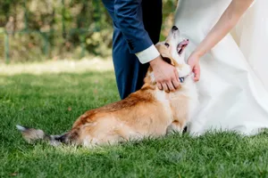 Cute brown Cardigan Corgi playing in grass.