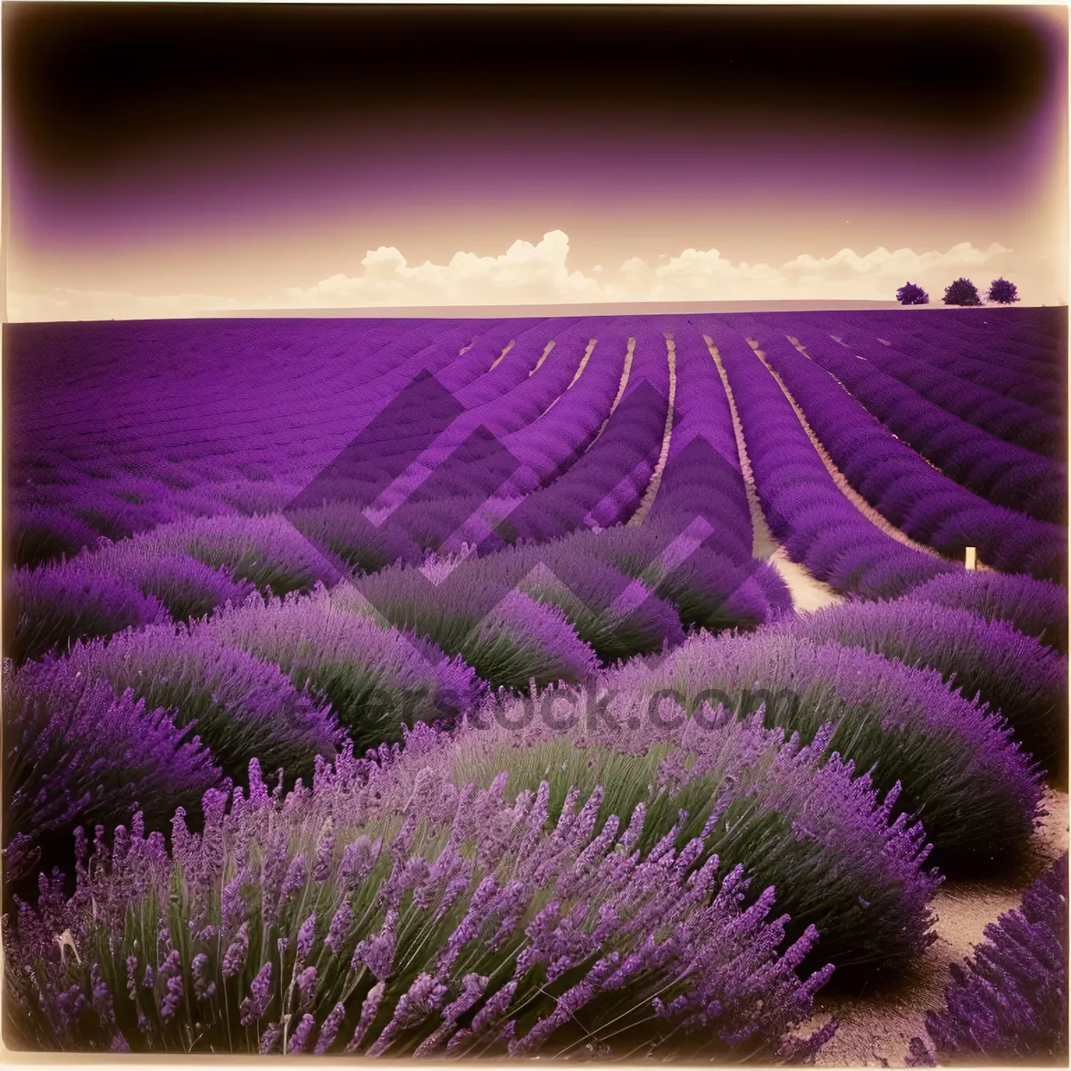 Picture of Lavender Night Bloom - Vibrant Vascular Plant in Purple Hue