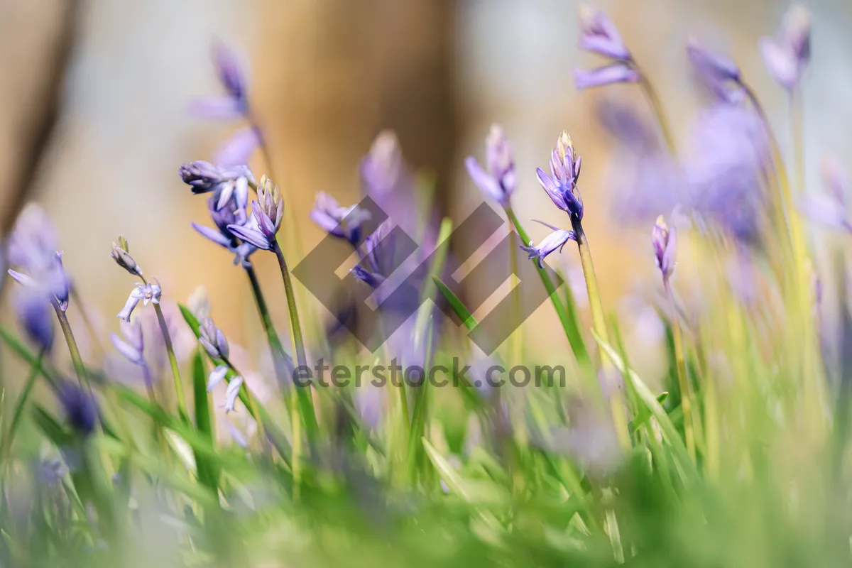 Picture of Blooming lavender flowers in a rural field meadow