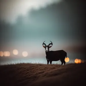 Wild Caribou Bull with Majestic Antlers Grazing in Grassland