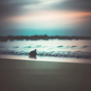 Golden Horizon: Serene Sunset over Beach