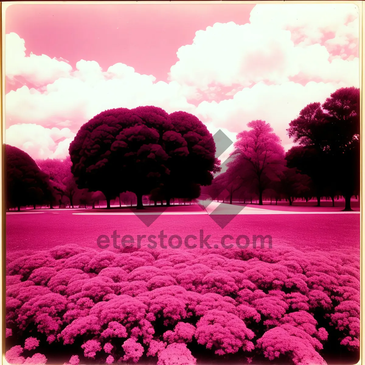 Picture of Vibrant Blooms: Pink Moss Phlox in a Colorful Garden.