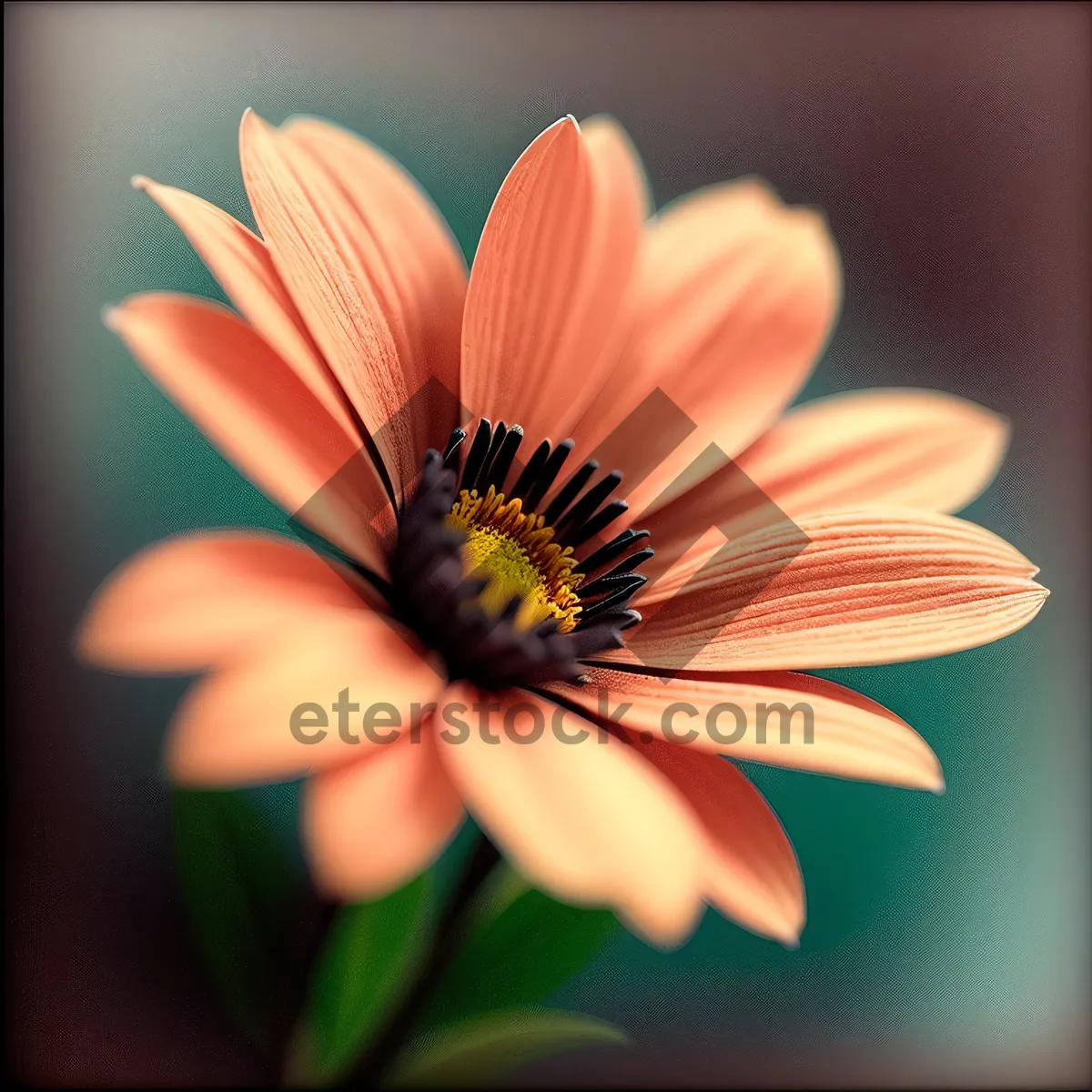 Picture of Summer Sunflower in Full Bloom