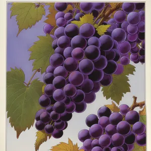 Juicy Autumn Grapes in Vineyard Harvest