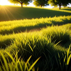 Golden Fields: Serene Rural Landscape Amidst Wheat and Summer Meadows