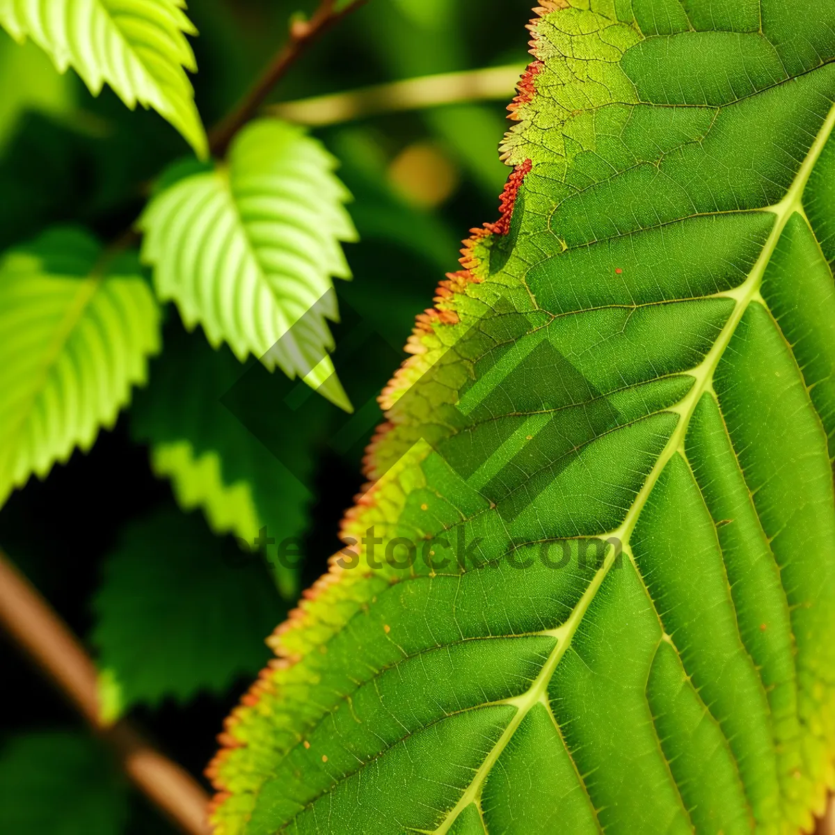 Picture of Vibrant Sumac Shrub in Lush Forest