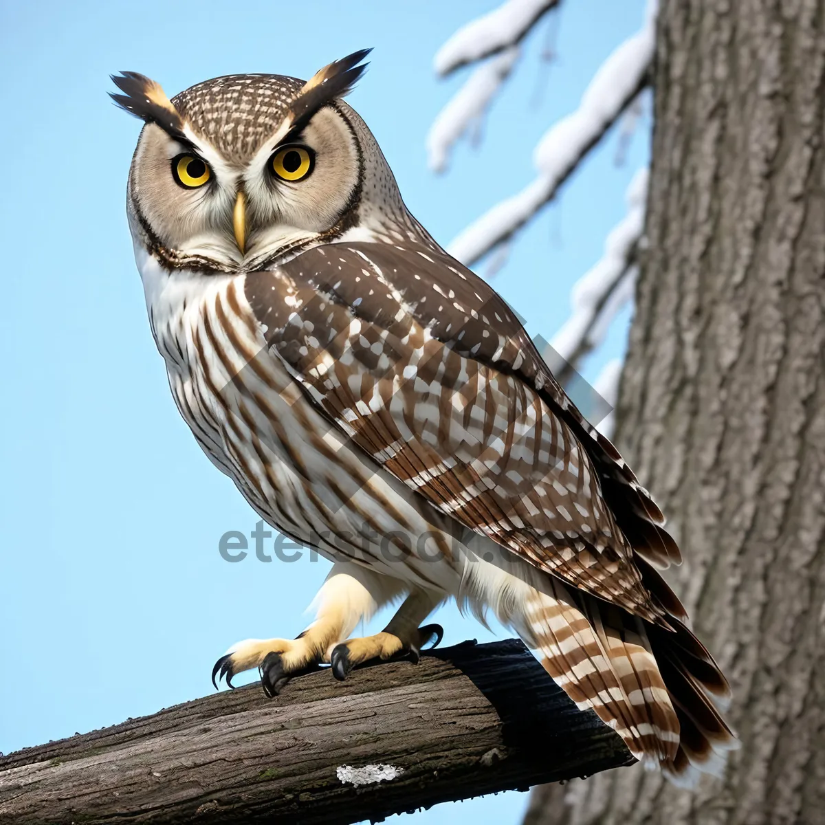 Picture of Intense Gaze: Majestic Hunting Bird with Yellow Eyes