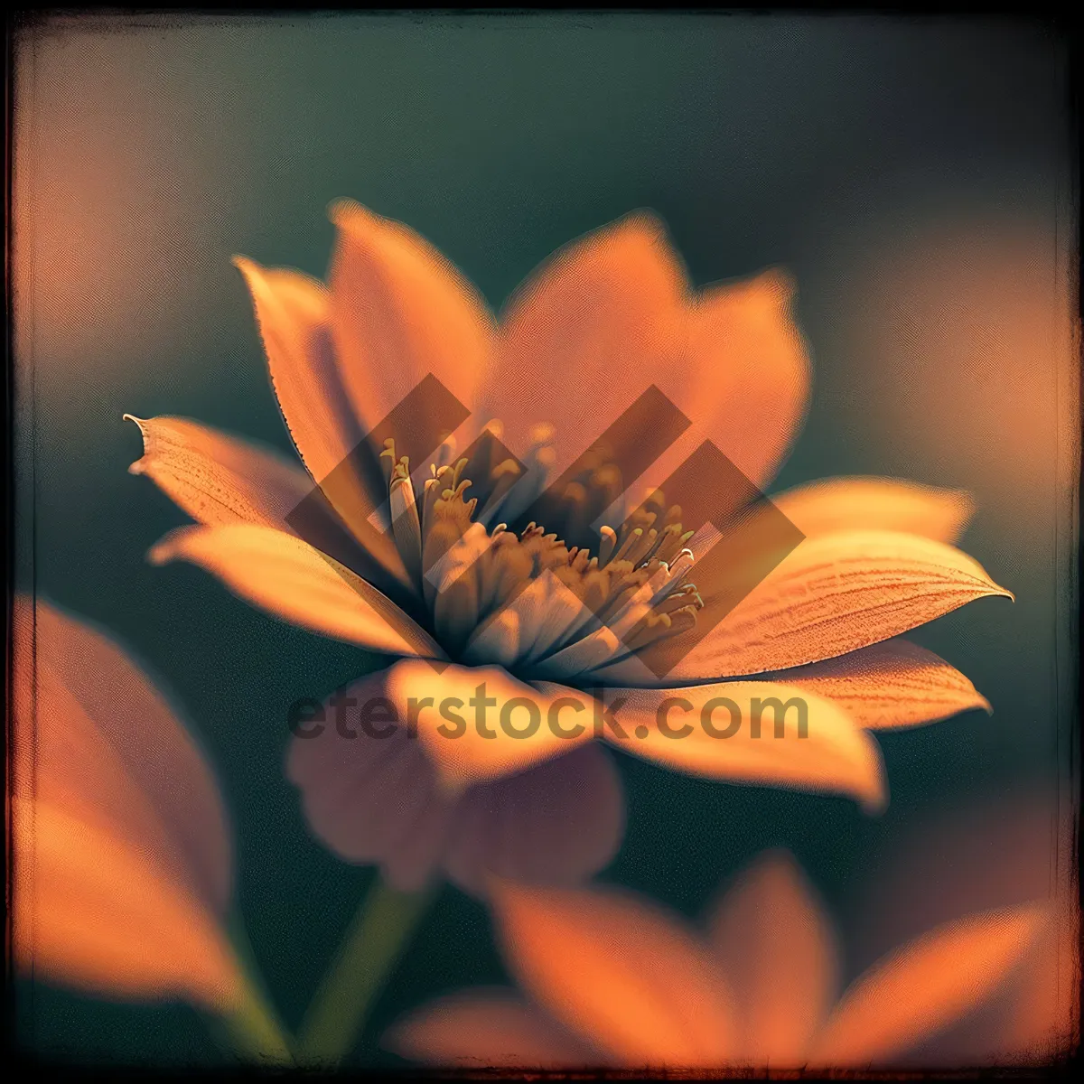 Picture of Vibrant Daisy Blooming in Colorful Garden