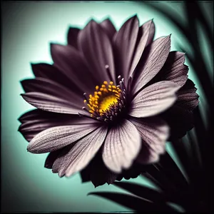 Sunny Daisy Bloom in Vibrant Garden