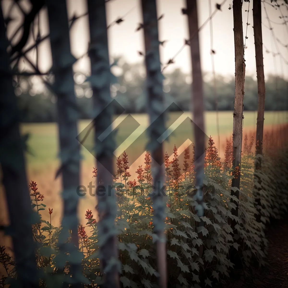 Picture of Birch Tree Fence in Forest Landscape