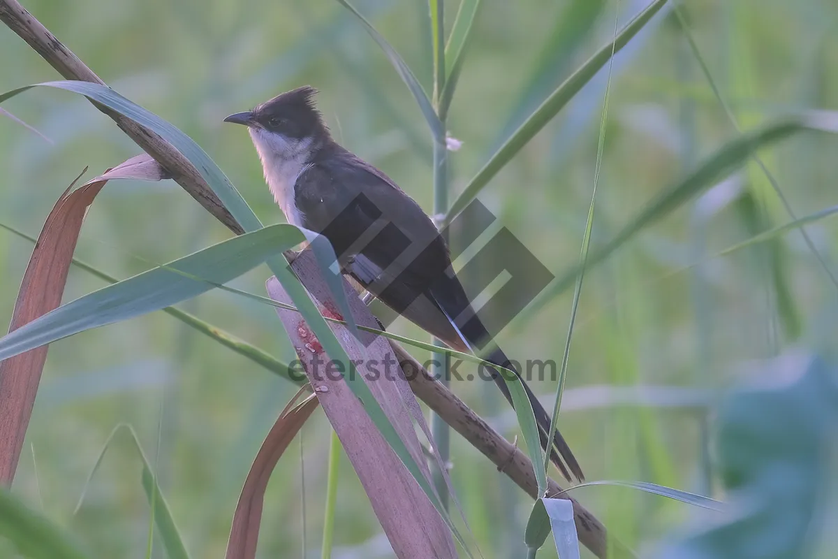 Picture of Nightengale perched on branch at night