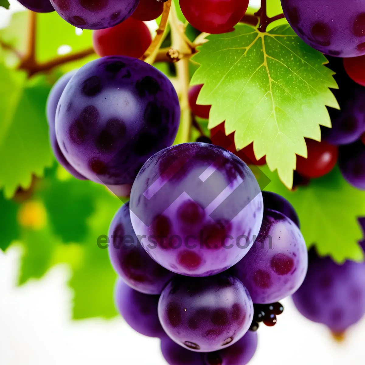 Picture of Colorful Berry Celebration: Vibrant Red Currant Cluster