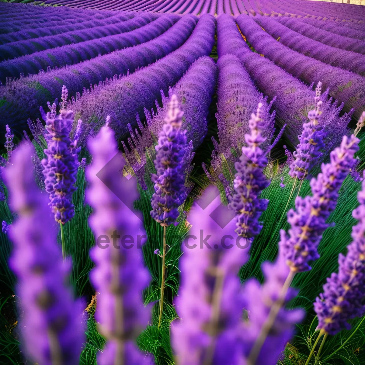Picture of Serene Lavender Meadow in Full Bloom