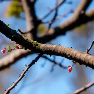 Birch Tree Branch in Autumn Forest