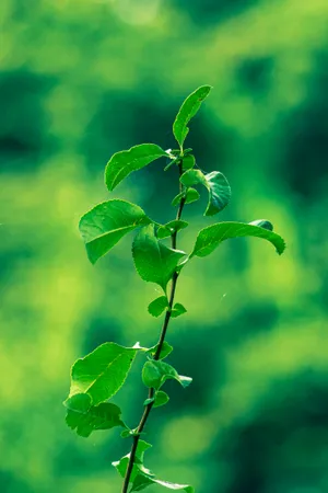 Healthy Branch With Fresh Green Leaves In Forest