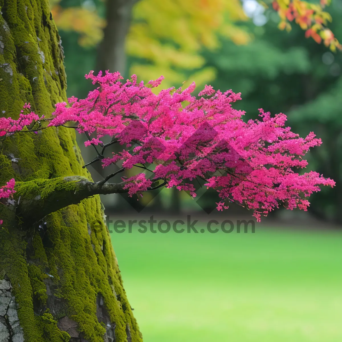 Picture of Colorful Spirea Blossom in Park