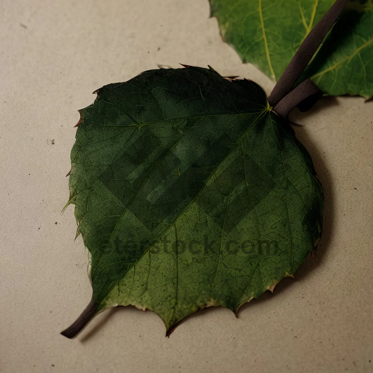 Picture of Vibrant Autumn Maple Leaf Closeup