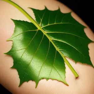 Vibrant Maple Leaf Closeup: Autumn Foliage in Nature's Palette