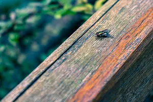 Texture of old weathered wood wall with ant.