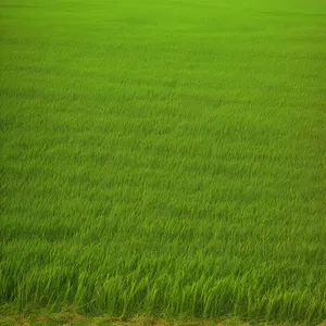 Vibrant Summer Meadow with Lush Greenery