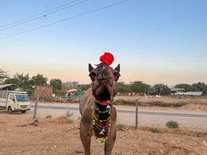 Desert equestrian cowboy riding horse with bow and arrow