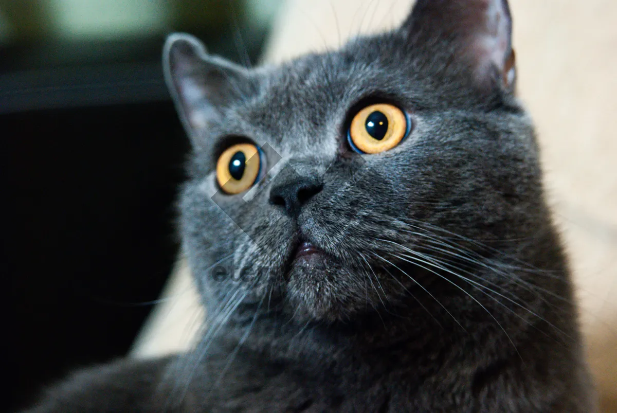 Picture of Close-up portrait of a cute gray kitten.