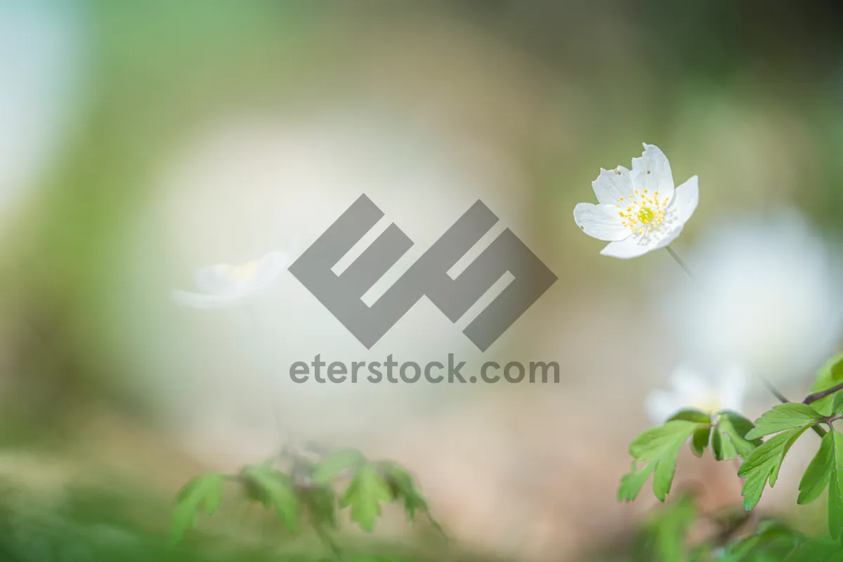 Picture of Yellow Blossoms in a Meadow - Summer Flowers