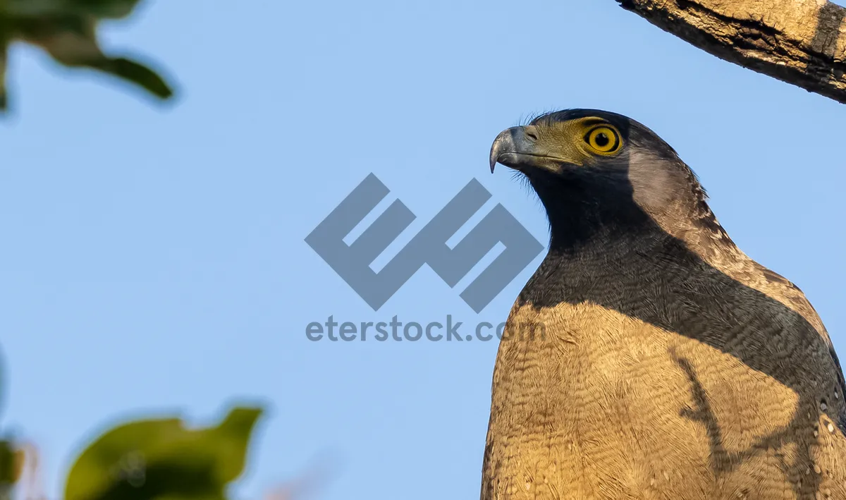 Picture of Predator with Yellow Feathers and Piercing Eye