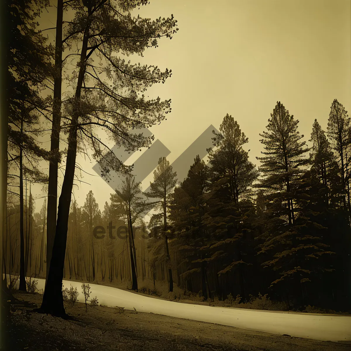 Picture of Winter Wonderland: Majestic Pine Trees in Snowy Forest