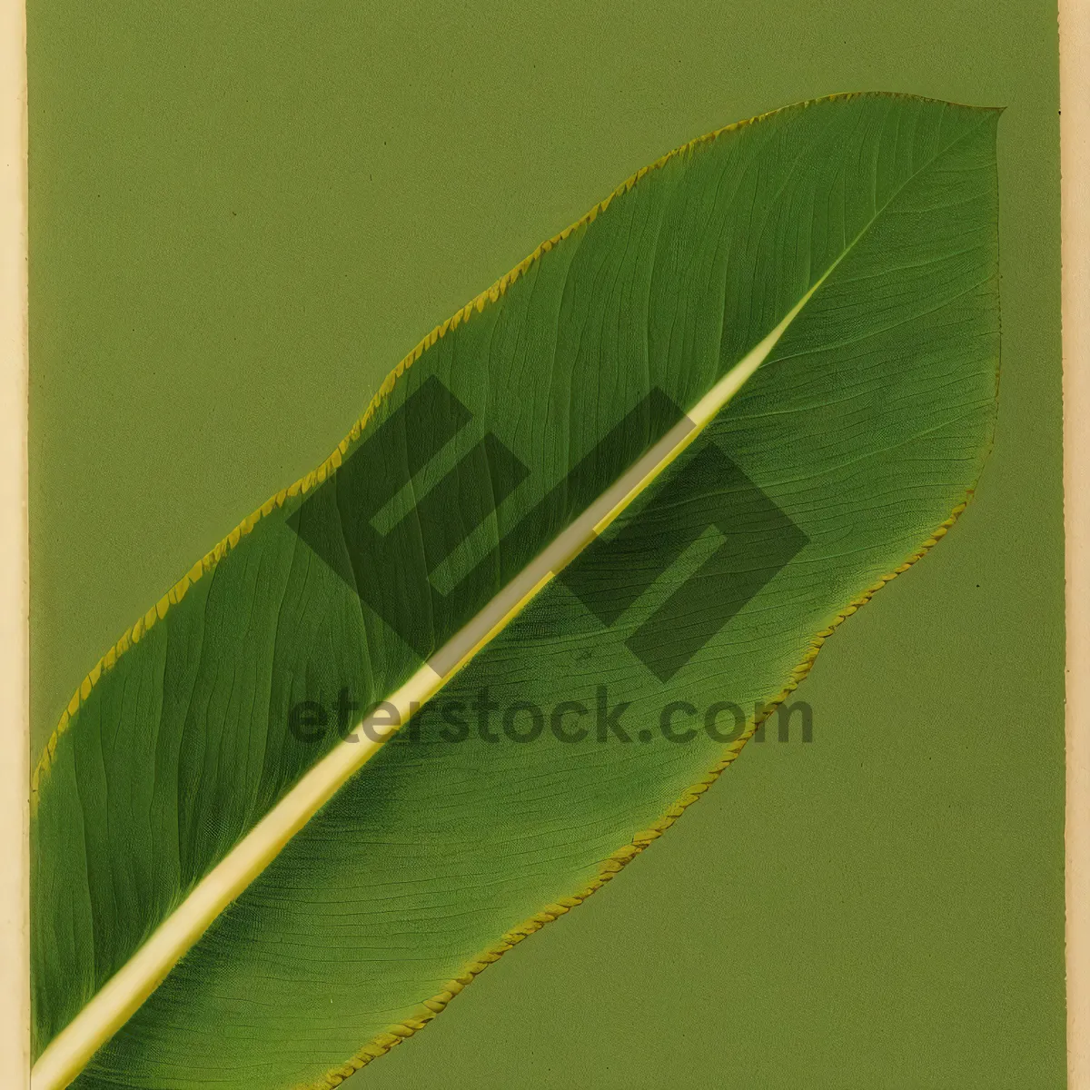 Picture of Bright Summer Botanical Growth Closeup with Textured Leaf