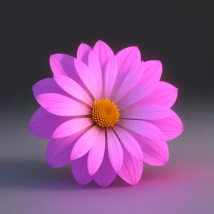 Bright Pink Daisy Blossom with Yellow Pollen