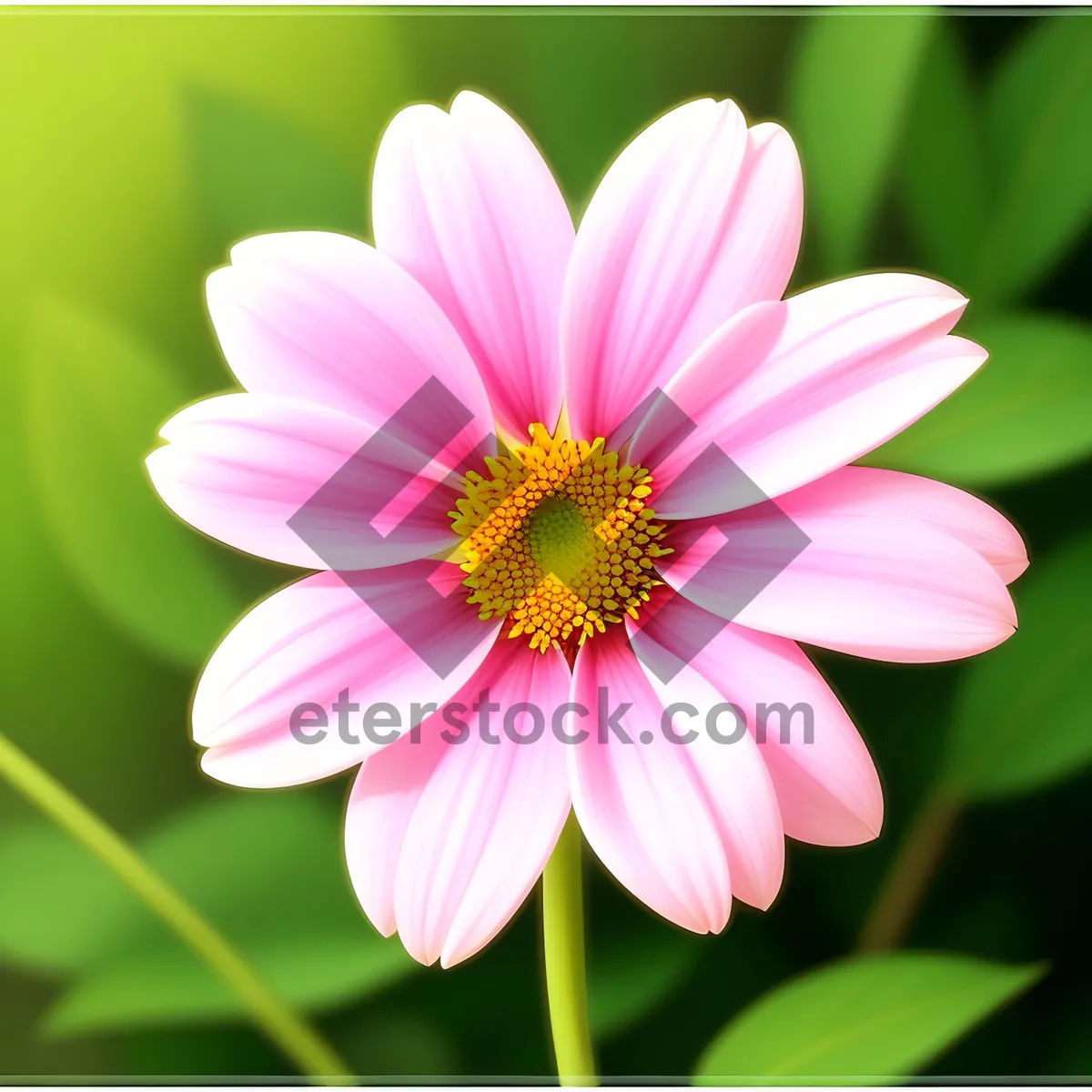 Picture of Pink Daisy Blossom in Full Bloom