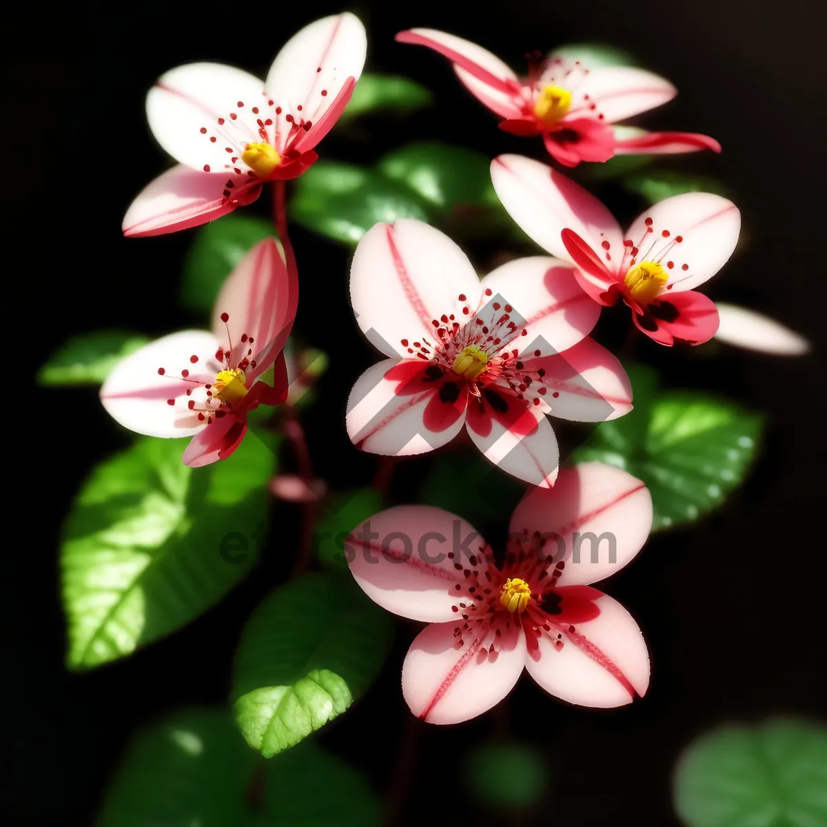 Picture of Spring Blooming Pink Floral Shrub in Garden