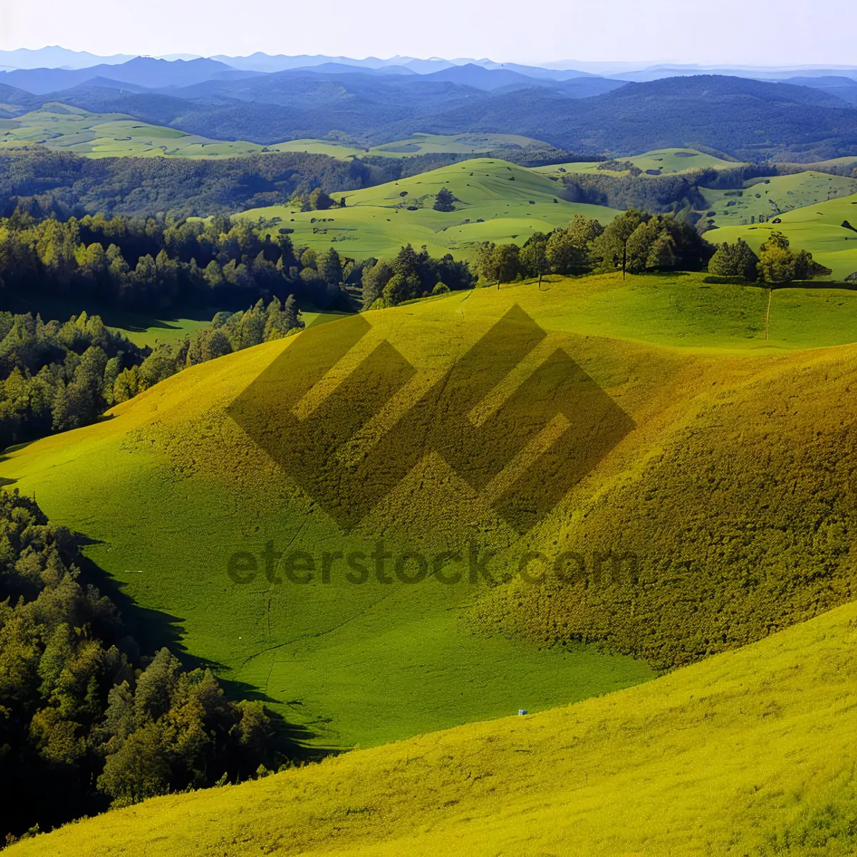Picture of Serene Summer Landscape with Sunny Rapeseed Meadow