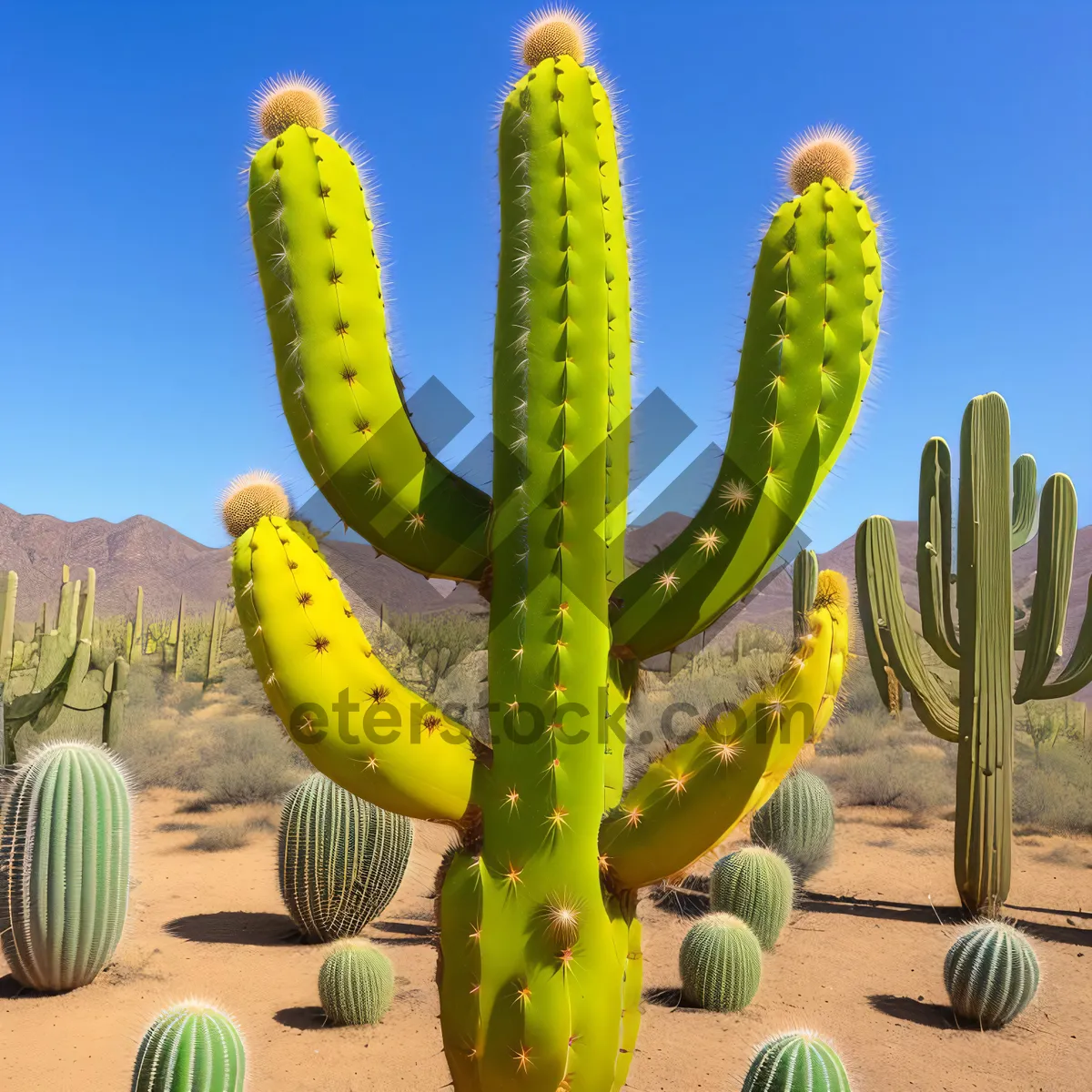 Picture of Desert Oasis: Majestic Saguaro Cactus Against Stunning Sky