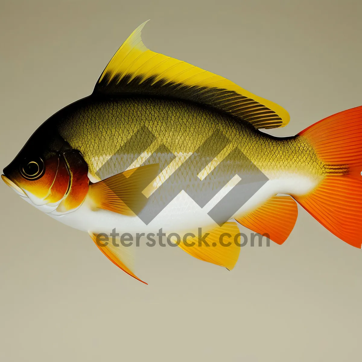 Picture of Tropical Goldfish Swimming in Aquarium Bowl