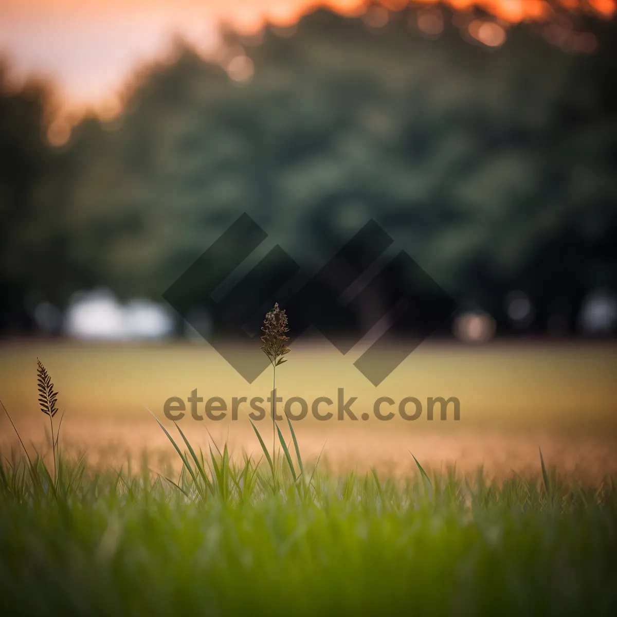 Picture of Sunset over Rural Meadow with Clouds and Wheat