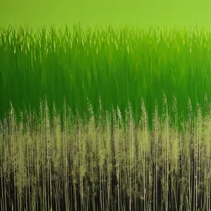 Rural Wheat Field in Summer: Lush Green Growth