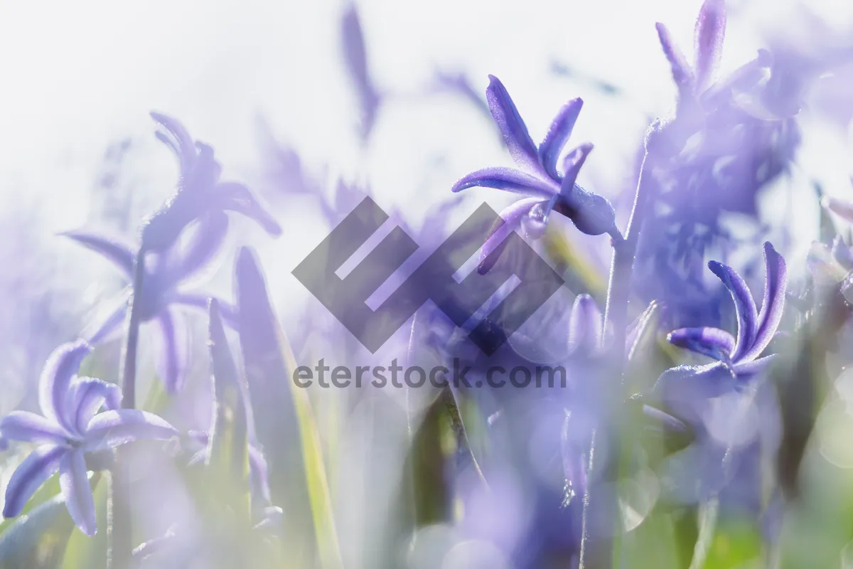 Picture of Purple Hyacinth Flower Blossom in Spring