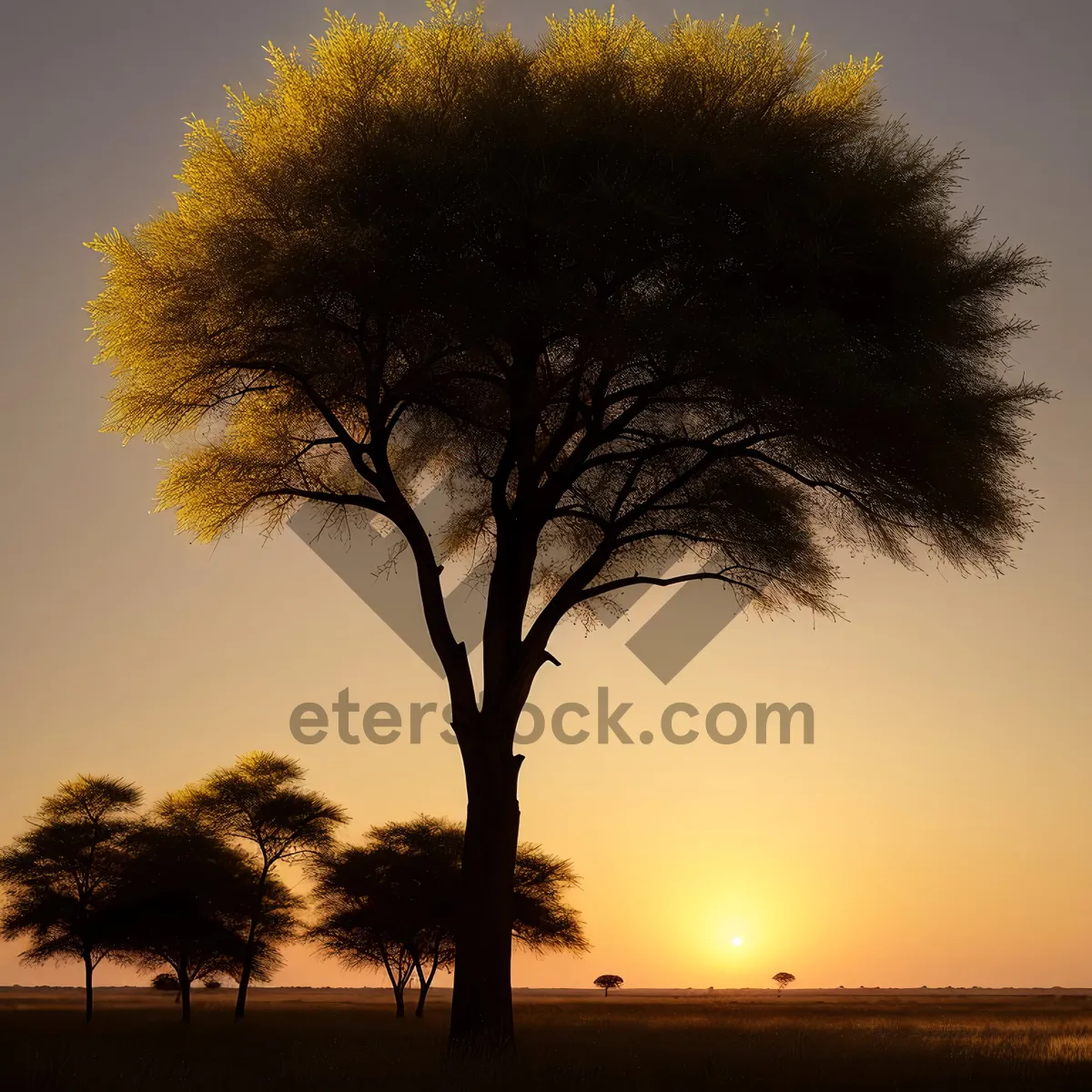 Picture of Scenic Sunset over Woody Landscape