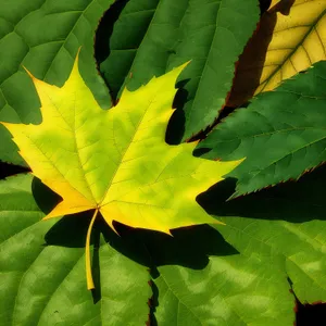 Vibrant Maple Leaves in a Serene Forest