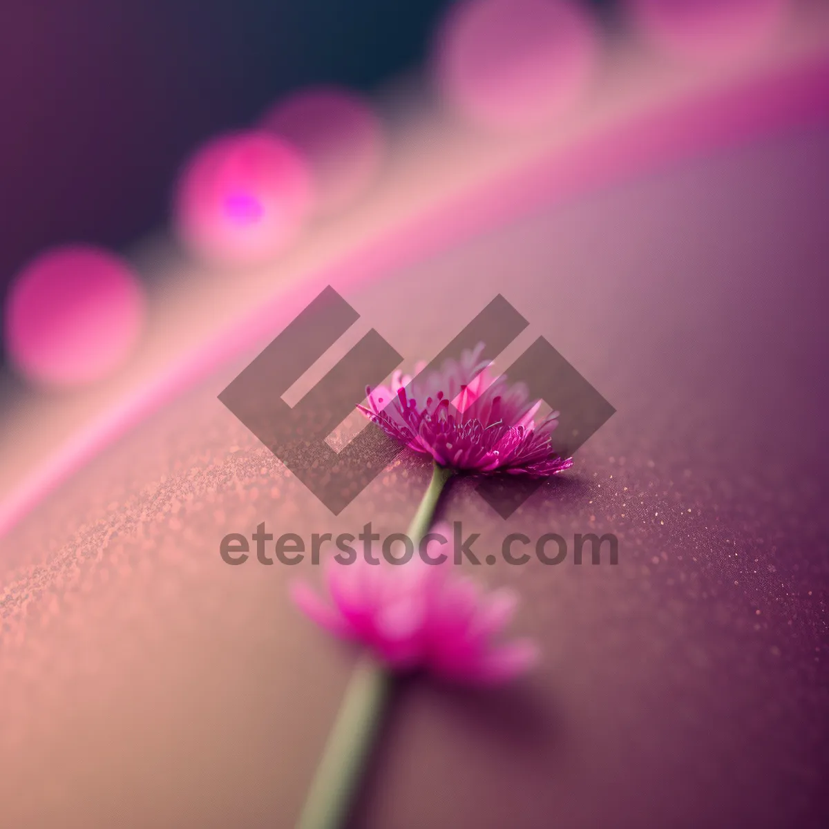 Picture of Petal-Pink Blossom: Vibrant Daisy in Spring