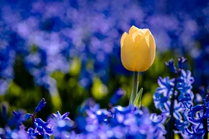 Colorful tulip flowers blooming in summer park.