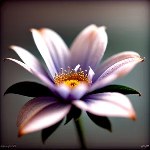 Pink Lotus Blossom in Garden Pond